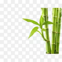 热带木本竹子原料摄影-免费-竹子背景