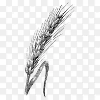 绘制小麦水彩画素描-小麦