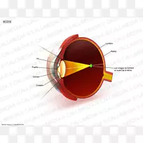 远视眼科老视黄斑变性近视