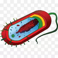 原核生物真核细胞细菌图-真核细胞
