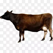 荷斯坦牛，牛磺酸牛，肉牛，卡通牛