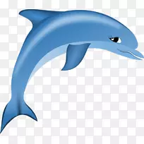 普通宽吻海豚短喙普通海豚图库西白海豚粗齿海豚