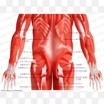 腹部肌肉骨盆解剖人体肌肉解剖