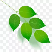 绿叶色树茎叶