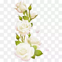花园玫瑰，甘蓝，玫瑰，切花