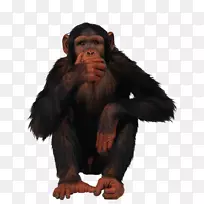 普通黑猩猩猿猴剪贴画