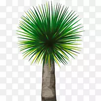 亚洲棕榈树槟榔科剪贴画树