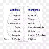 人脑行为有机体大脑半球左右脑