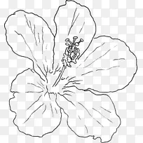 紫杉植物夏威夷木槿沼泽玫瑰花