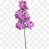 紫丁香紫罗兰花紫丁香