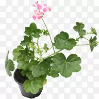 长春藤天竺葵香甜香叶天竺葵室内植物