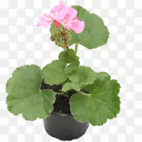 天竺葵(Pelargonium Zonale)常春藤天竺葵香天竺葵一年生植物