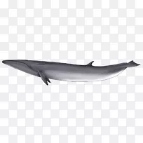 普通宽吻海豚短喙普通海豚图库溪粗齿海豚旋转海豚蓝鲸