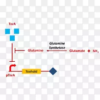 Tev蛋白酶国际基因工程机械组织氨溃疡项目