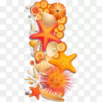 海星橙色海星摄影-海螺