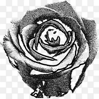 花园玫瑰画黑白玫瑰