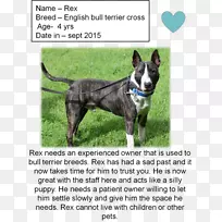 犬种：斯塔福德郡公牛猎犬，意大利山羊犬，英国白猎犬-小狗