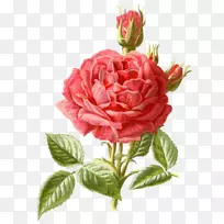 玫瑰摄影花-玫瑰
