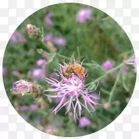 蜜蜂花蜜