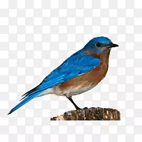 鸟窝麻雀夹艺术-蓝色金刚鹦鹉