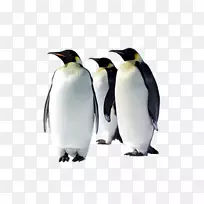 帝企鹅鸟桌面壁纸北极企鹅