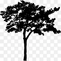 树枝黑白剪影树-剪影