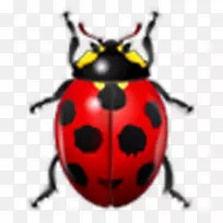 瓢虫在昆虫脑甲虫和昆虫中神经递质的分布-甲虫