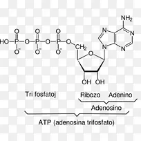 辅酶a腺苷三磷酸细胞乙酰辅酶-CoA核糖-ATP