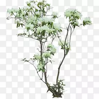槟榔科植物花盆园林树种