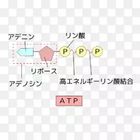 腺苷三磷酸腺苷二磷酸柠檬酸循环能ADP/ATP转座酶能