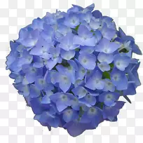 法国绣球花园蓝色桌面壁纸-花