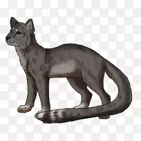 胡须猫红狐美洲狮陆生动物-猫