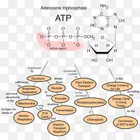 蛋白质细胞膜生物学核糖体-ATP