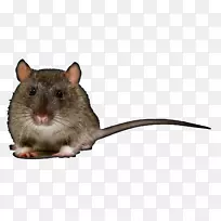 棕色大鼠沙土鼠摄影-老鼠