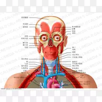 解剖人体喉返神经头颈部