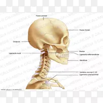 头骨和颈部解剖-颅骨