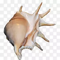 软体动物贝壳数码剪贴海螺贝壳