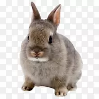 荷兰矮兔