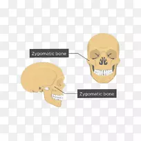 颧骨解剖上颌面解剖