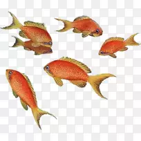 金鱼天使鱼水族馆热带鱼