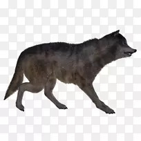 红狐土狼阿拉斯加冻原狼红狼野狼
