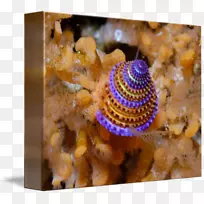 无脊椎动物螺黄紫水色蜗牛