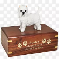 犬种西高原白狗伴犬陶西高原猎犬