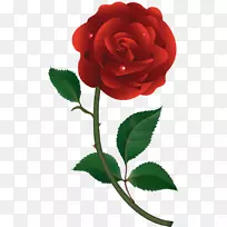 花园玫瑰，甘蓝，玫瑰花，玫瑰-红玫瑰载体
