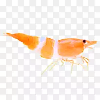 暹罗斗鱼亚洲海洋生物吸水鱼鲶鱼