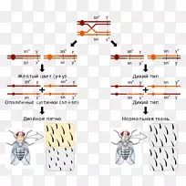染色体交叉有丝分裂重组细胞分裂细胞周期