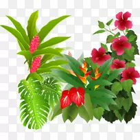 热带雨林插画艺术-花卉