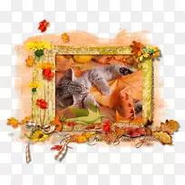 桌面壁纸电脑显示器小猫秋季下载-小猫
