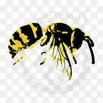 黄蜂泡蜂