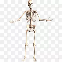 骨骼系统人体骨骼人体解剖-骨骼